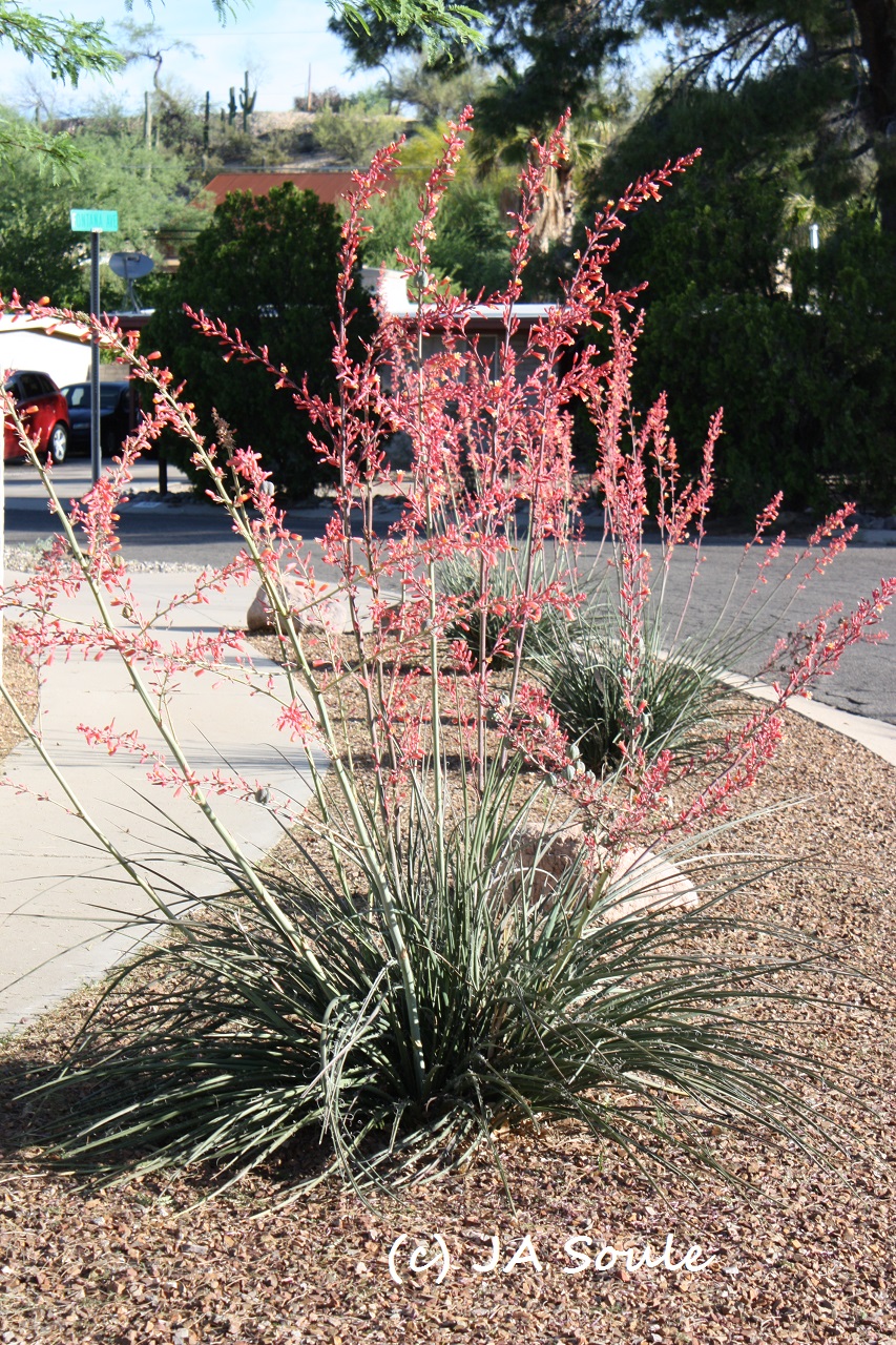 hesperaloe with pink flowers