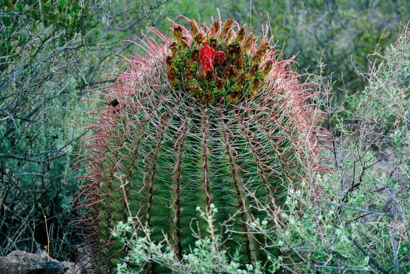 barrel cactus with developing fruit