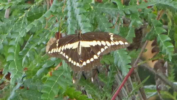 Papilio cresphontes copyright WJSchrenk