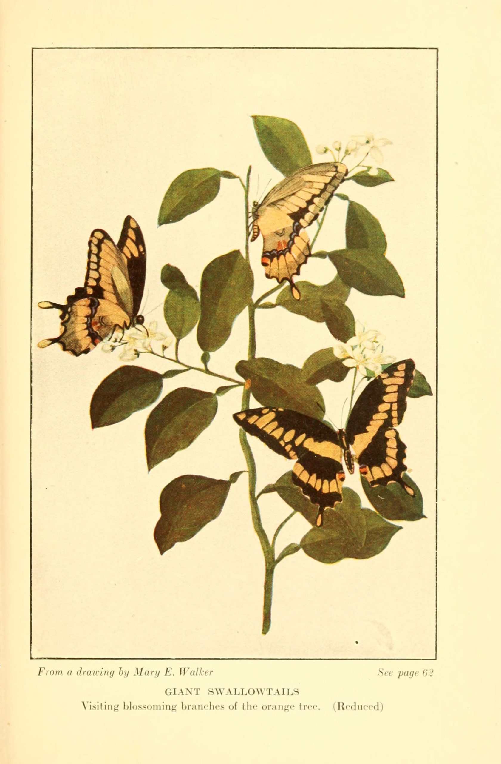drawings of Papilio cresphontes done in 1917