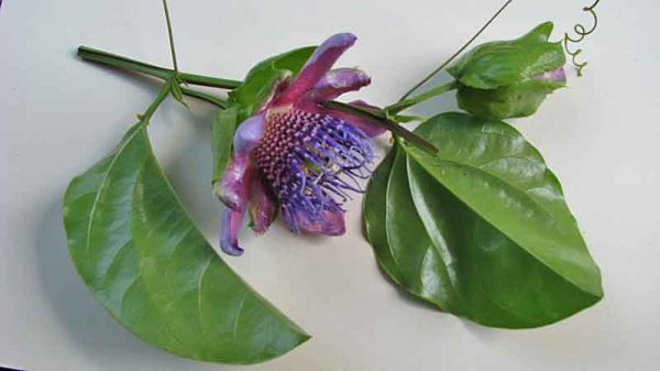 flower and leaves of the one brasilian species of passionflower vine copyright A.Popovkin.