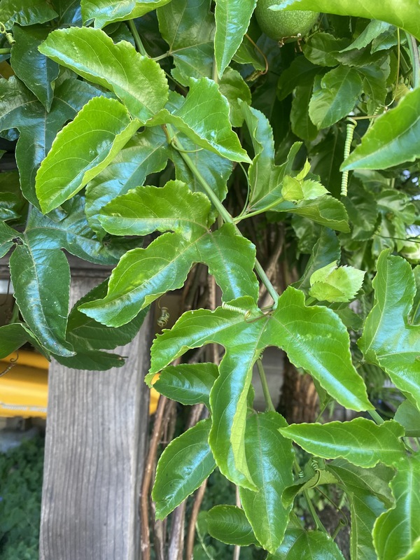 leaves of passiflora edulis copyright Z Akulova
