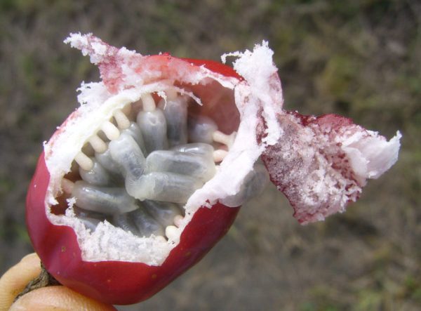 leathery fruit of passiflora foetida copyright Z. Akulova