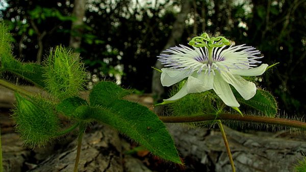 Passiflora foetida flower and young fruit copyright A Popovkin