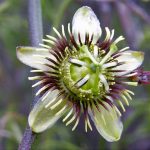 Passiflora-tenuiloba flower copyright W. Anderson