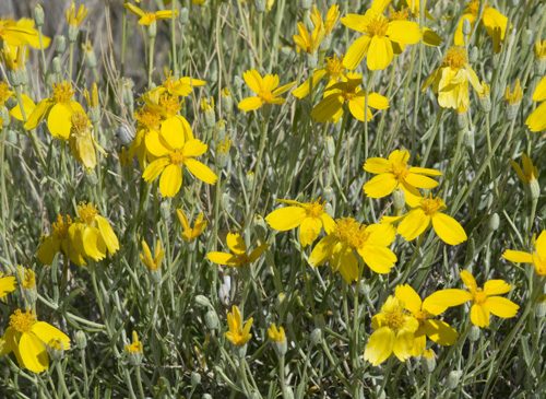 yellow flowers of paperflower Psilostrophe cooperi copyright R Spellenberg