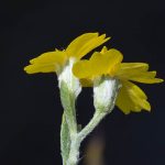 yellow flowers of paperflower Psilostrophe tagetina copyright R. Spellenberg
