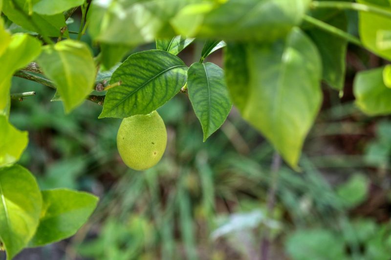 chlorosis on lemon leaves