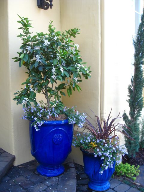 citrus tree in a container
