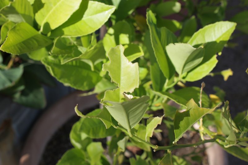 citrus leaves eaten by caterpillars