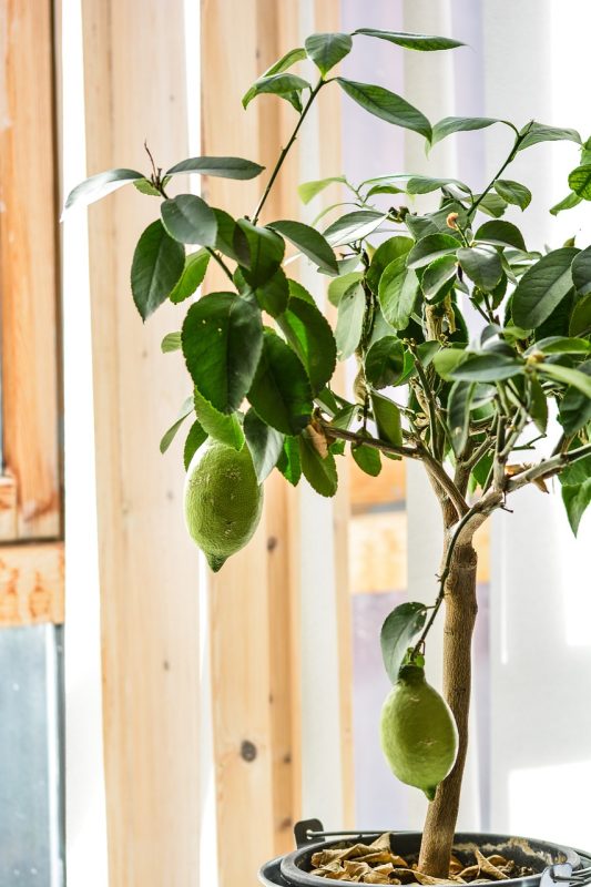 lemon tree in a pot
