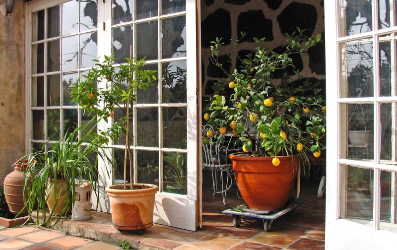 lemon tree brought indoors for the winter
