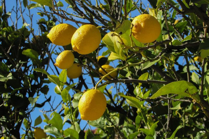 lemons growing on a tree