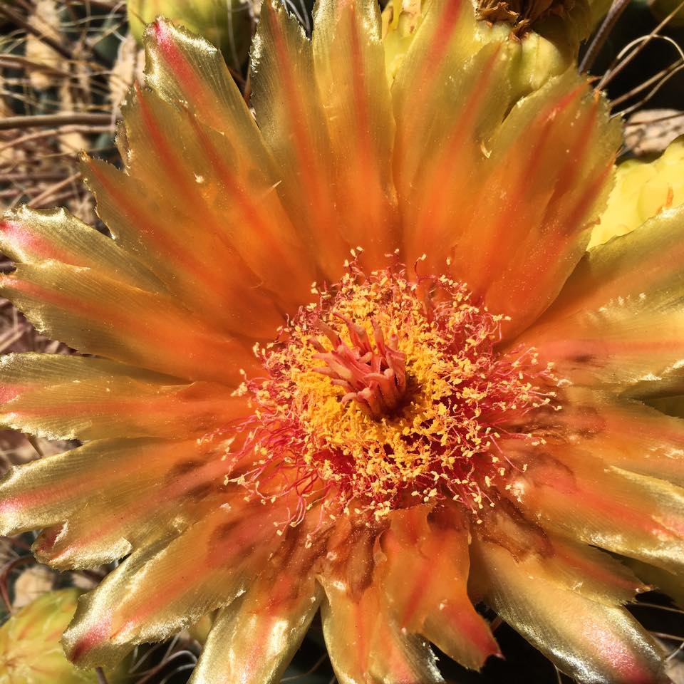 barrel cactus flower copyright Rillito nursery