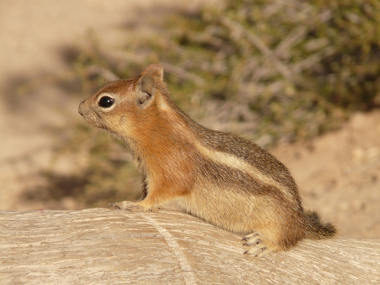 gardening-with-soule-wildlife-desert-native