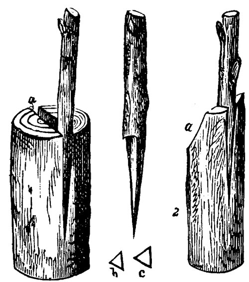 illusration of grafting