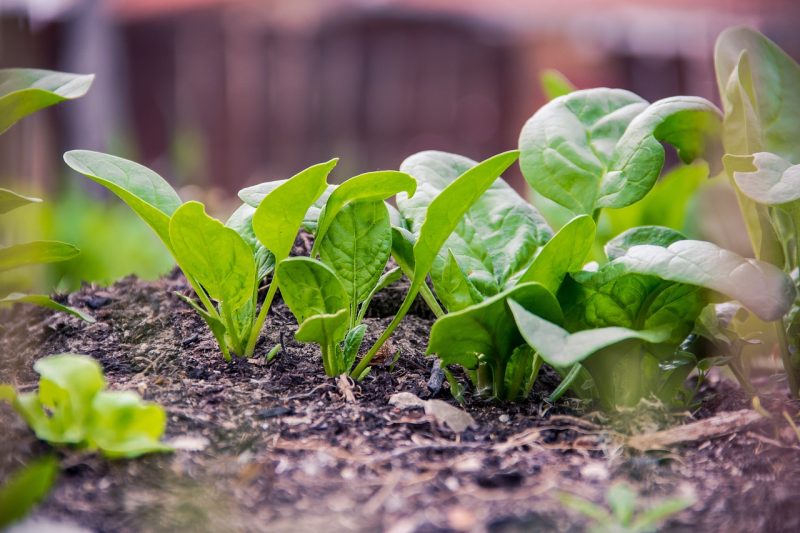 vegetable garden greens