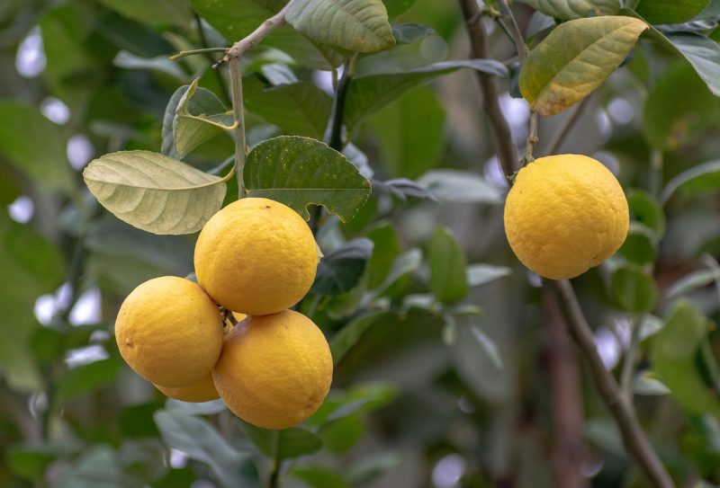 limetta fruit on a tree