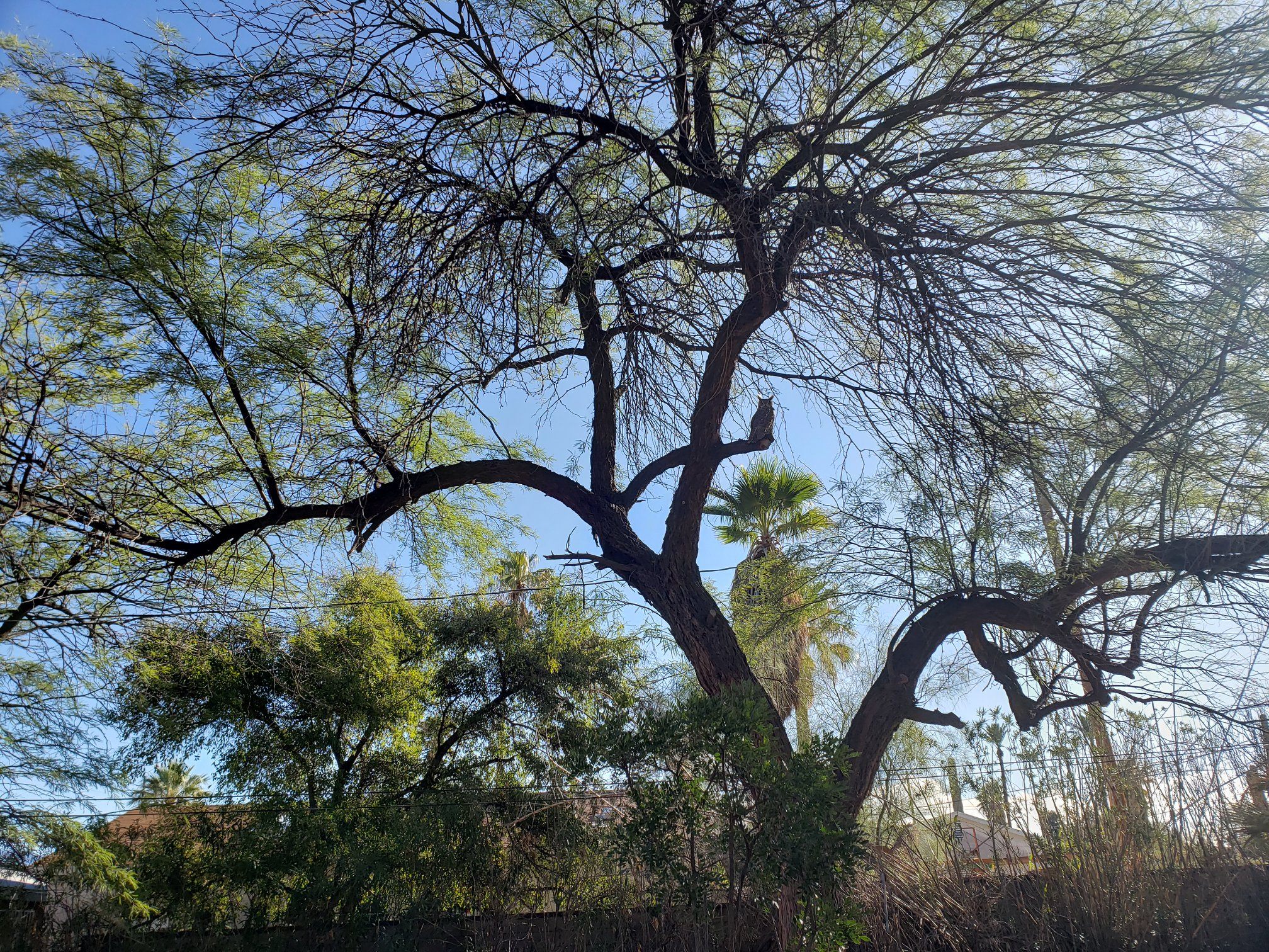 mature mesquite with an owl