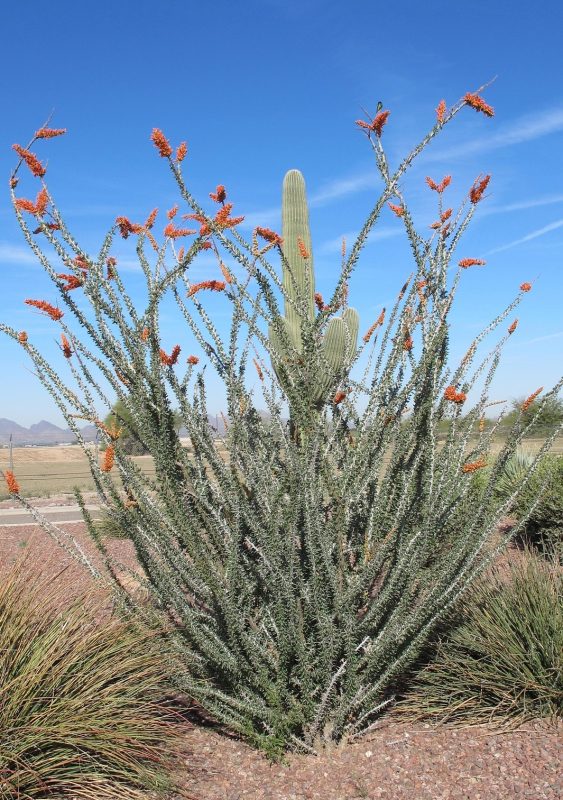 ocotillo
