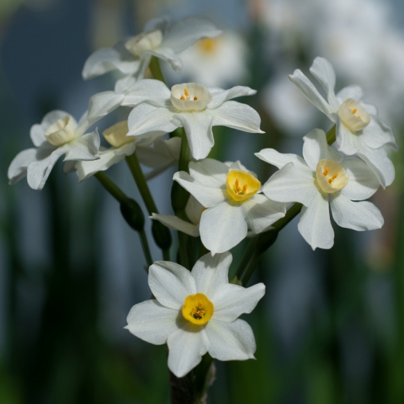 white paperwhite flowers image copyright colorblends