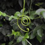 tendril of passionflower vine