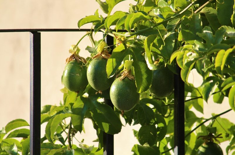 fruit of passionflower vine on a trellis
