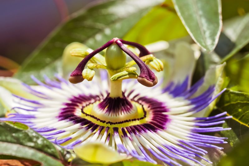 flower of passionflower vine