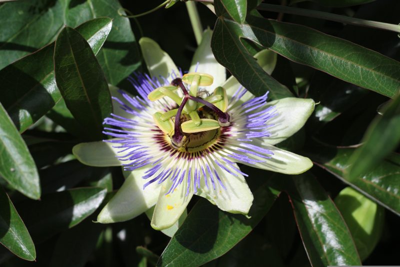 flower of passionflower vine