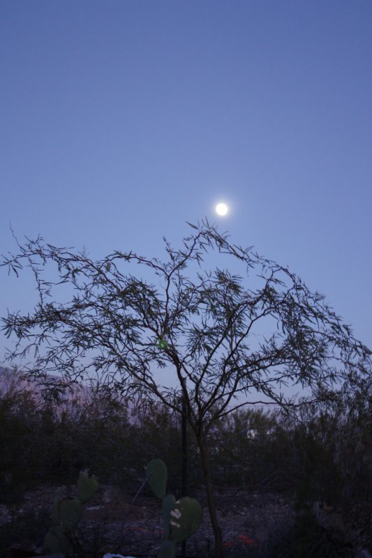 mesquite in moonlight
