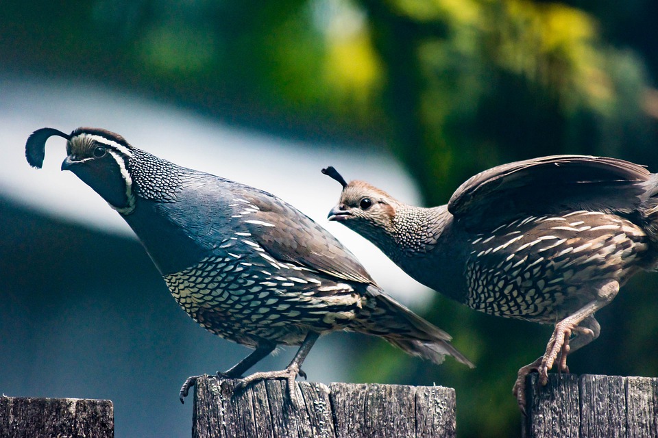 gardening-with-soule-bird-native-grow