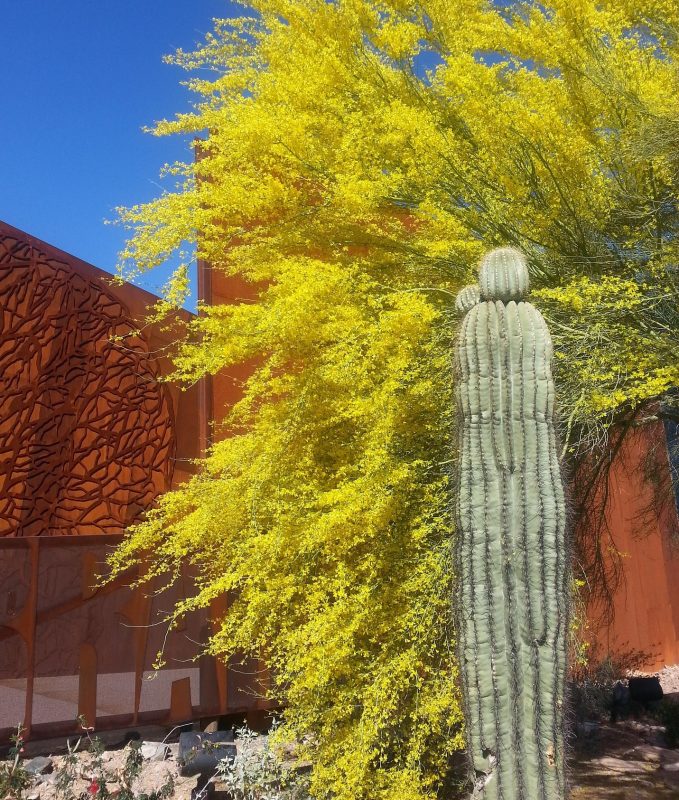 saguaro and paloverde