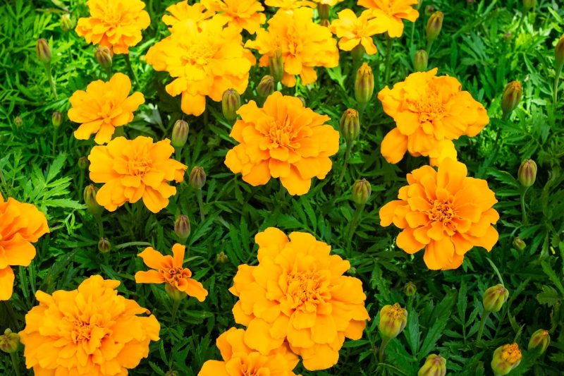 marigold flowers